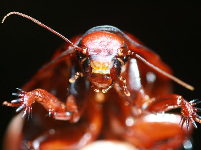 Both dead and live cockroaches were found in the venue.