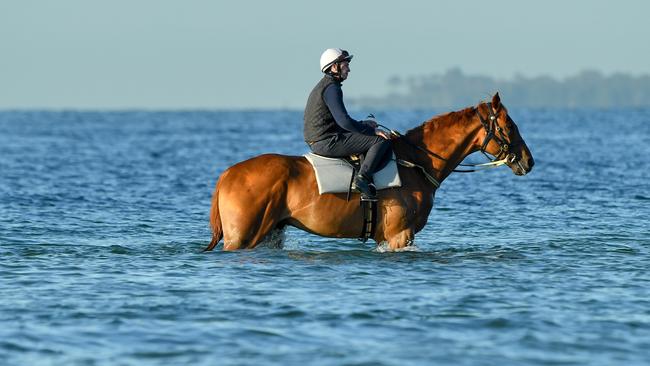 Sean Mooney rides Melbourne Cup contender Finche during a trackwork session at Altona Beach on Wednesday, October 30, 2019