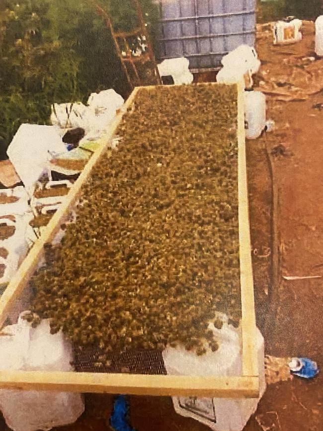 Court released photos of greenhouse 7 Buckland Park, the site of SA's largest cannabis crop.