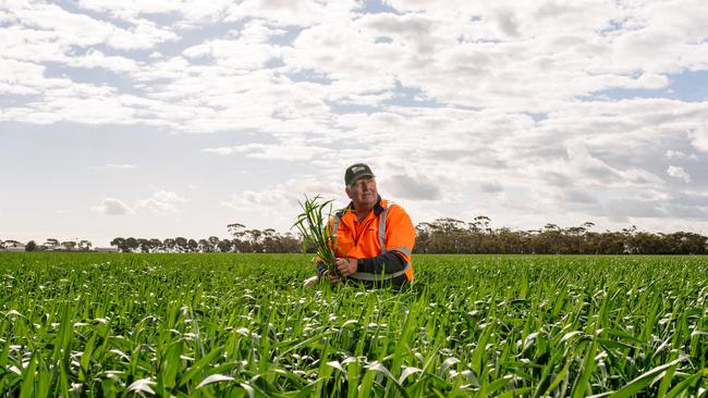 South Australian farmer Richard Konzag with his crops at Mallala, north of Adelaide, on Monday. Picture: Morgan Sette