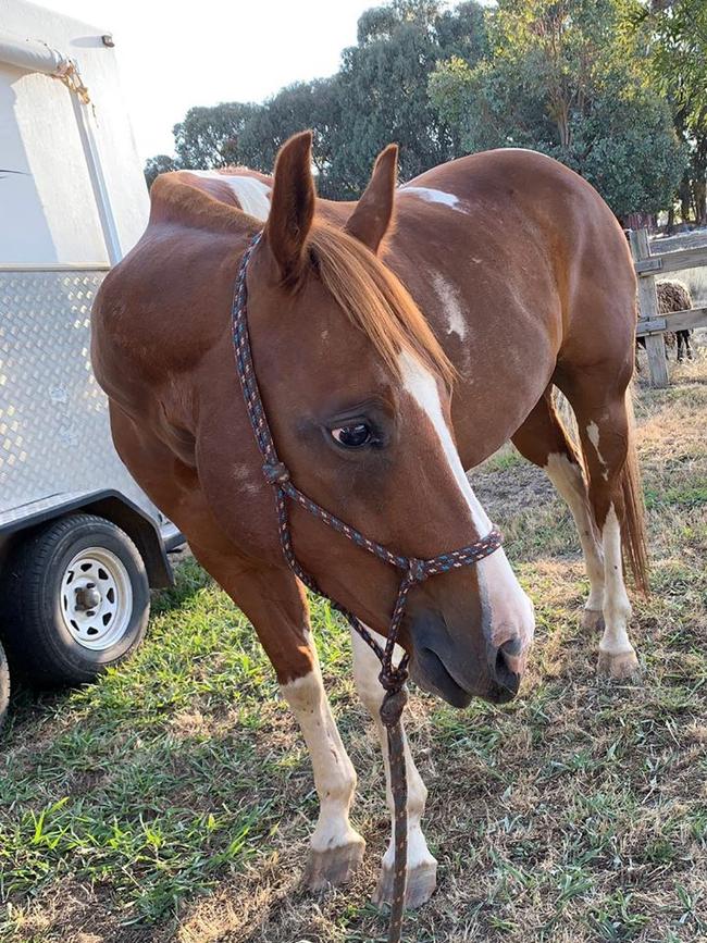 Beetle was back to his happy self after a dozen volunteers rescued him from a bog in Beechworth.