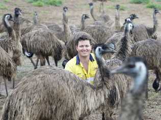 Try It Emu Farm manager Brendon Schmidt with 15-month-old emus that could soon be a tasty part of dinner. Picture: Sarah Harvey