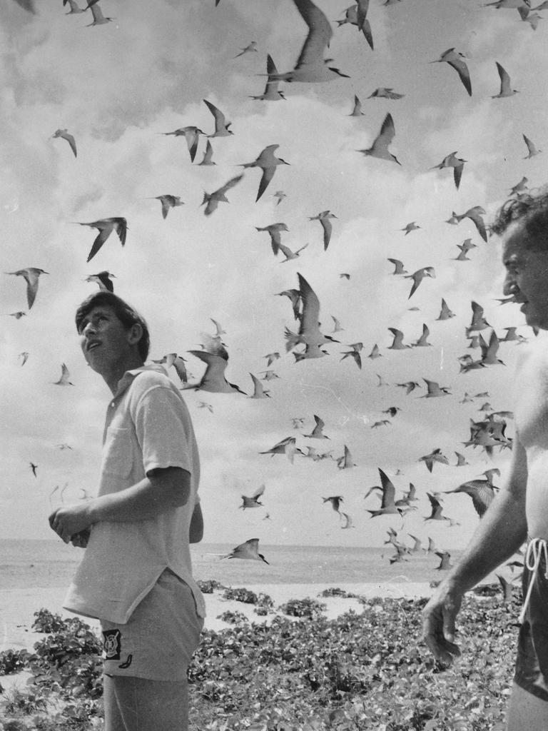 Prince Charles (now King Charles) stirred hundreds of sooty terns inhabitants of Upola Bay when he landed at Coral Island during a boat trip from Cairns during his visit to Queensland in 1966. Picture: Courier Mail 16/5/1966