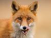Council hires professional shooter to wipe out foxes