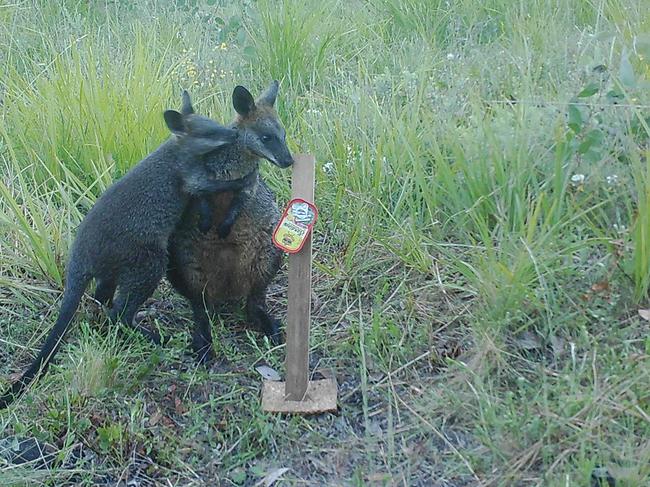 Swamp wallabies in the Southern Ranges of NSW. Picture: WWF Australia