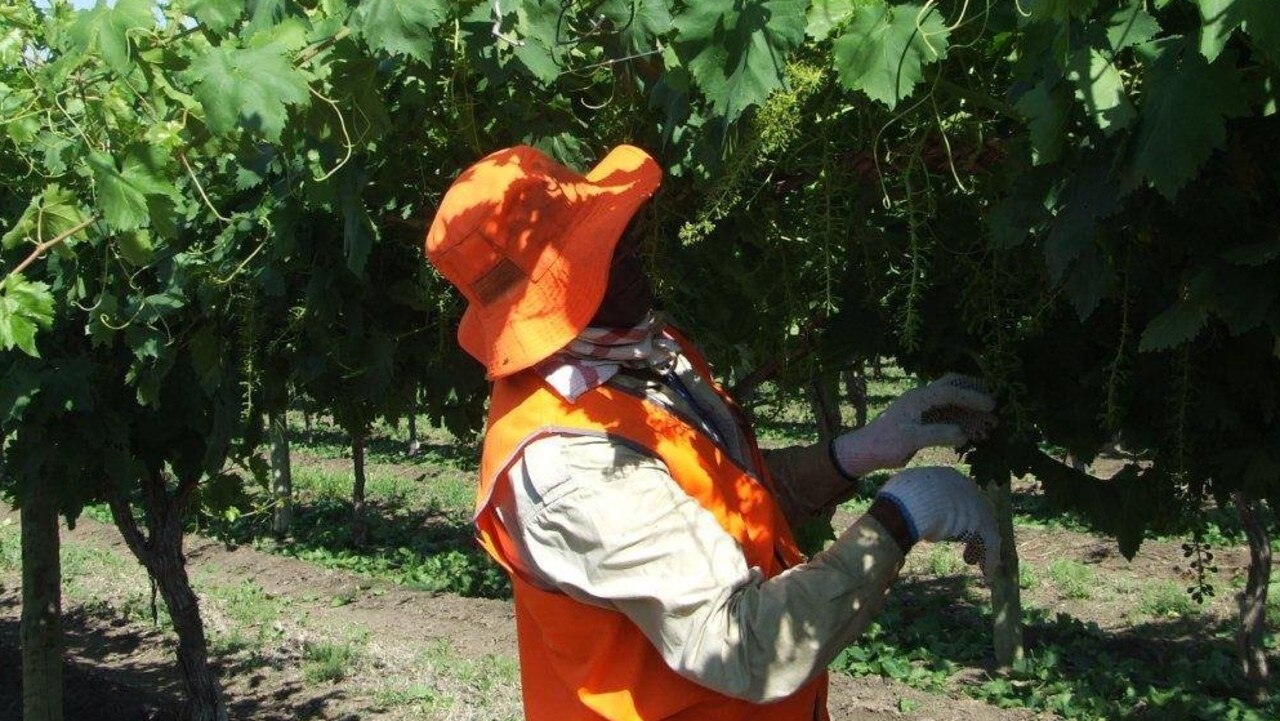 The court heard workers in the horticultural labour hire industry are especially vulnerable as they are primarily overseas citizens that enter Australia on visas with limited english and a limited knowledge of Australian workplace rights and laws. Generic image