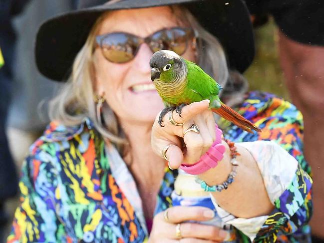 The Trademutt Funky Shirt Friday at Gympie Music Muster. Picture: Patrick Woods.