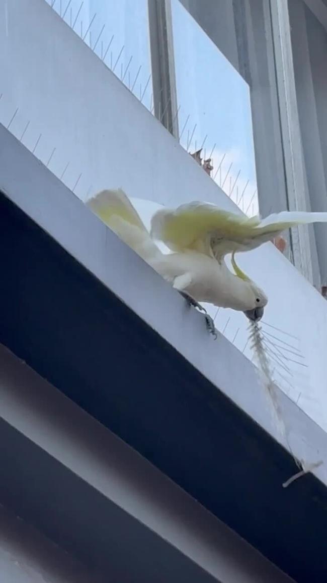 Smart cockatoo destroys anti bird spikes