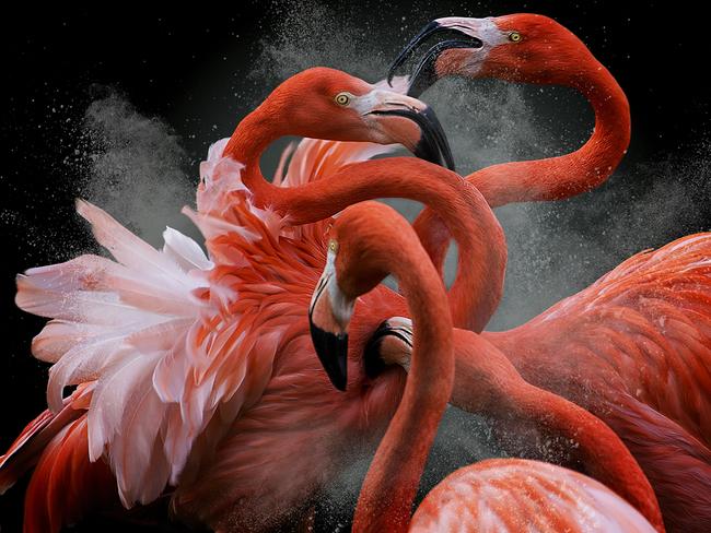 Judges of the Bird Photographer of the Year competition sung praise for this photo of four fabulous flamingoes … Picture: Pedro Jarque Krebs/Bird Photographer of the Year