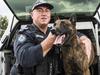 New laws to bite back against hurting crime-fighting animals