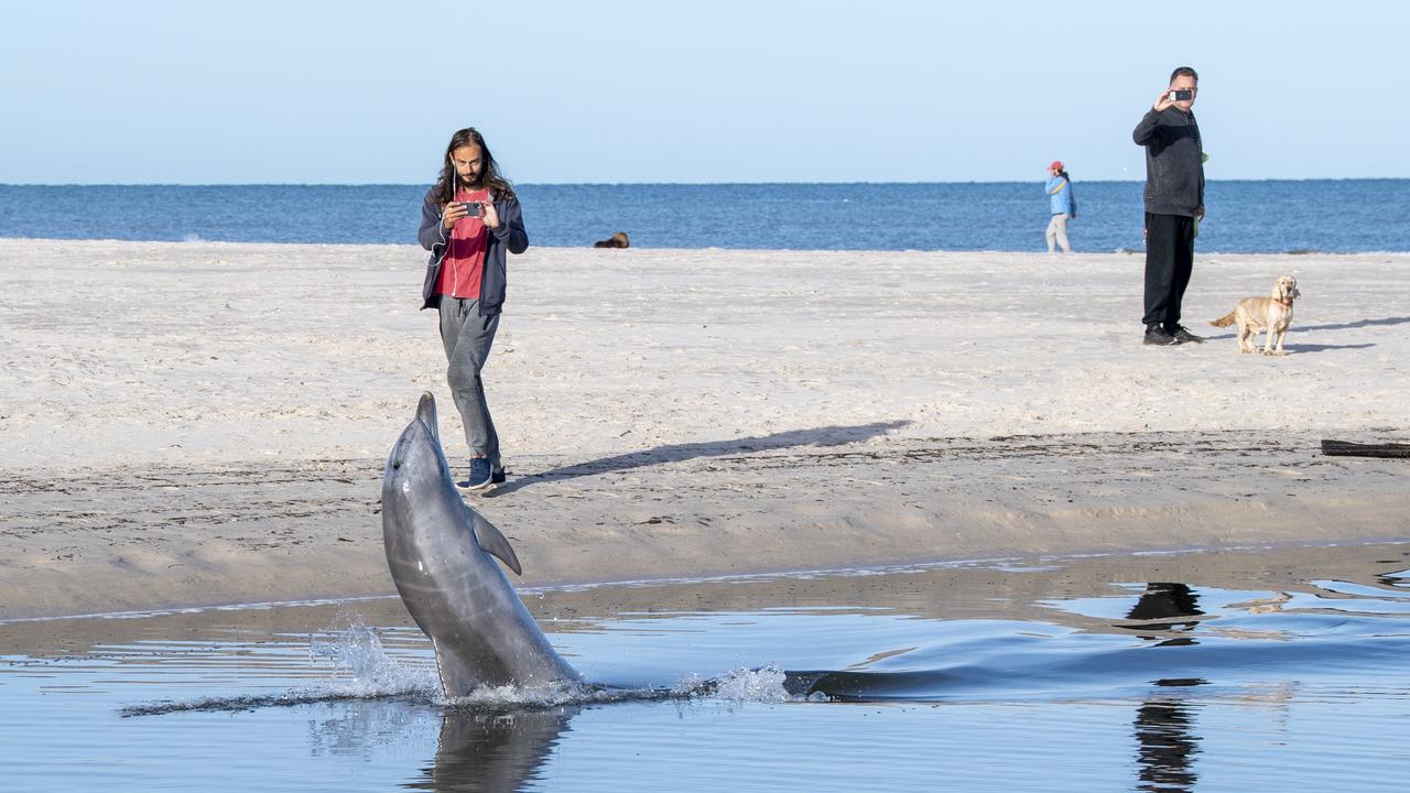 Adelaide news: Man saves baby dolphin by carrying it back out to sea at  Moana Beach