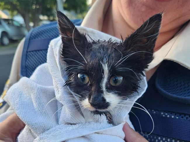 A kitten was rescued from a sewer by a generous plumber alerted by a concerned couple. Picture: Supplied