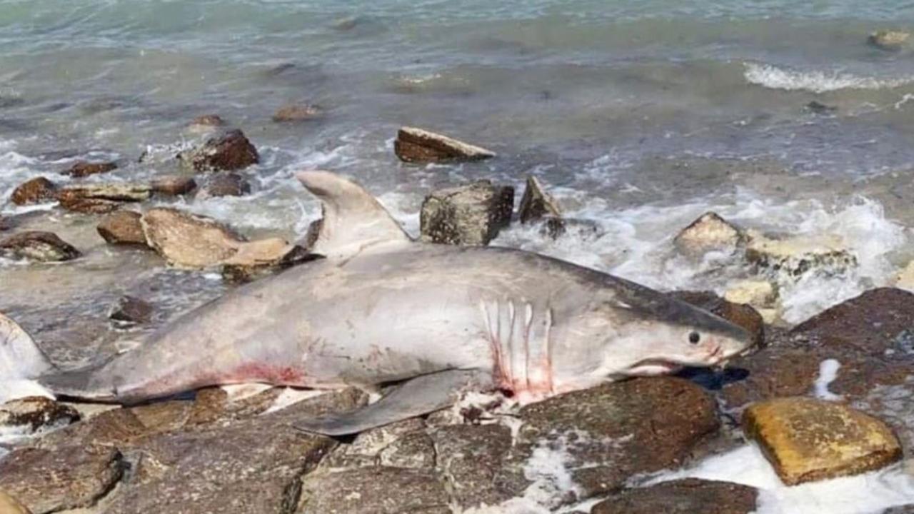 Primary Industries To Investigate The Death Of A Great White Shark ...