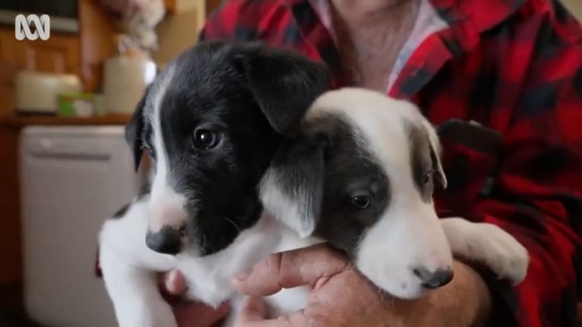 Muster Dogs: Are you a kelpie or collie person?