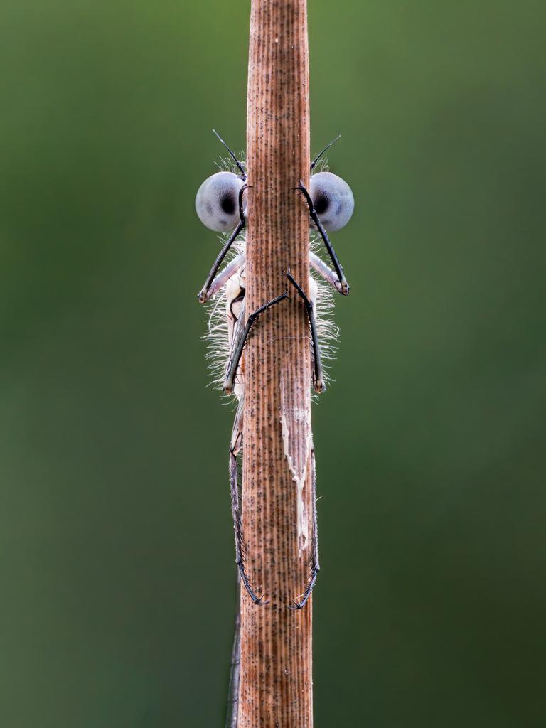 Hide and Seek, Azure Damselfly, Devon, UK. Picture: © Tim Hearn/Comedy Wildlife Photo Awards 2020