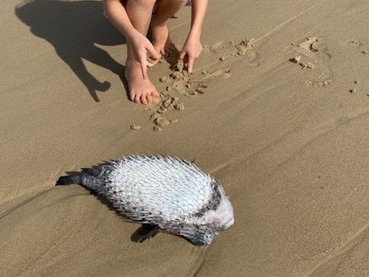 The spotted porcupine fish found at Maroochydore.