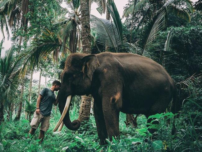 A Go Fund Me page has been set up to help save the elephants. Picture: Instagram