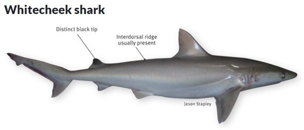 The blackspot shark, also known as the whitecheek whaler.