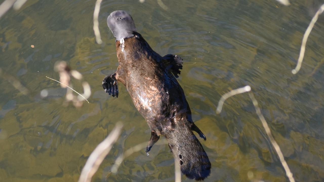 Broken River platypus playful during mating season | photo gallery ...