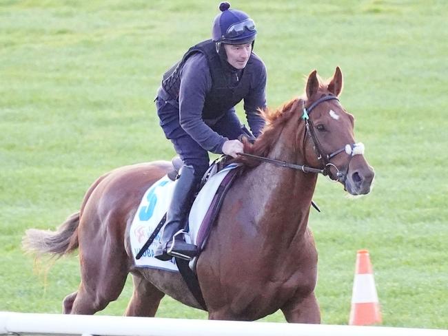 Vauban (FR) during Spring Racing Carnival Trackwork at Flemington Racecourse on October 31, 2023 in Flemington, Australia. (Photo by Scott Barbour/Racing Photos via Getty Images)