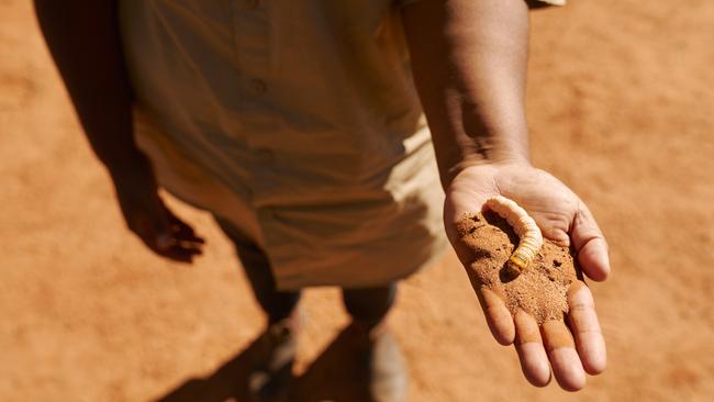 A witchetty grub held at the Karrke Aboriginal cultural Experience. Karrke was established to preserve and share language and knowledge. Tourism NT supplied