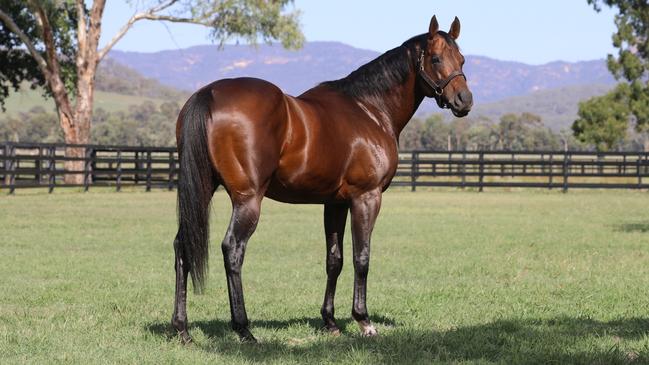 Zoustar is one of the world’s leading stallions. Picture: Widden Stud