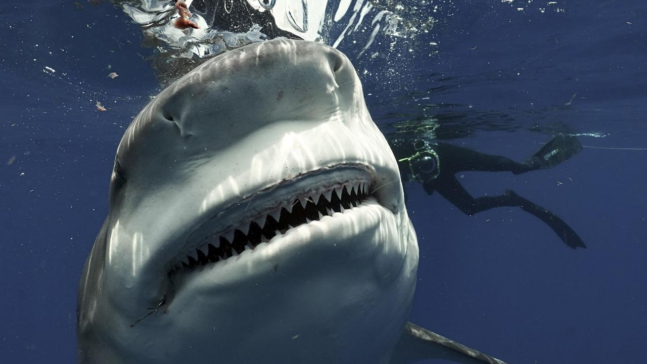 So impressive': Diver captures up-close encounter with massive shark