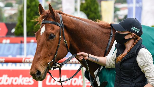 Cherry Tortoni after his impressive win. Picture: Getty Images