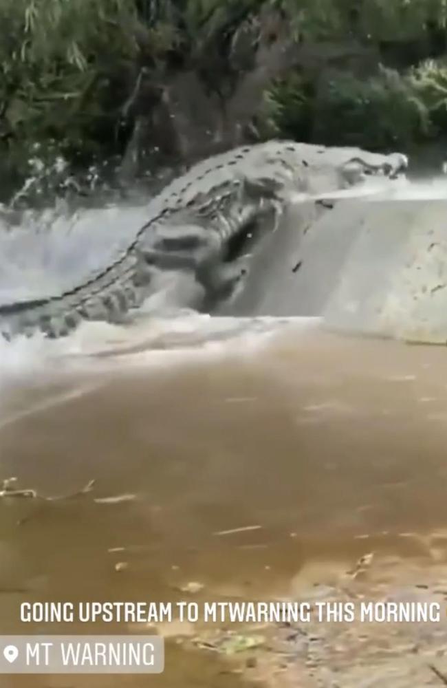 Gold Coast man scares followers with alleged crocodile sighting | The ...