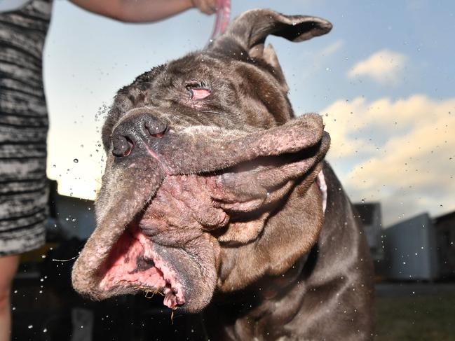 TOPSHOT - Martha, a Neapolitan Mastiff, shakes water off her head after winning this year's World's Ugliest Dog Competition in Petaluma, California on June 23, 2017. The winner of the competition is awarded $1500, a trophy, and is flown to New York for media appearances. / AFP PHOTO / JOSH EDELSON