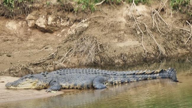 The big croc on his favourite Russell River sand bank. Picture: Gus Lee