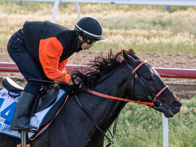 Kluger. International horses at Werribee Trackwork ahead of the 2019 Melbourne Cup. Picture: Jason Edwards