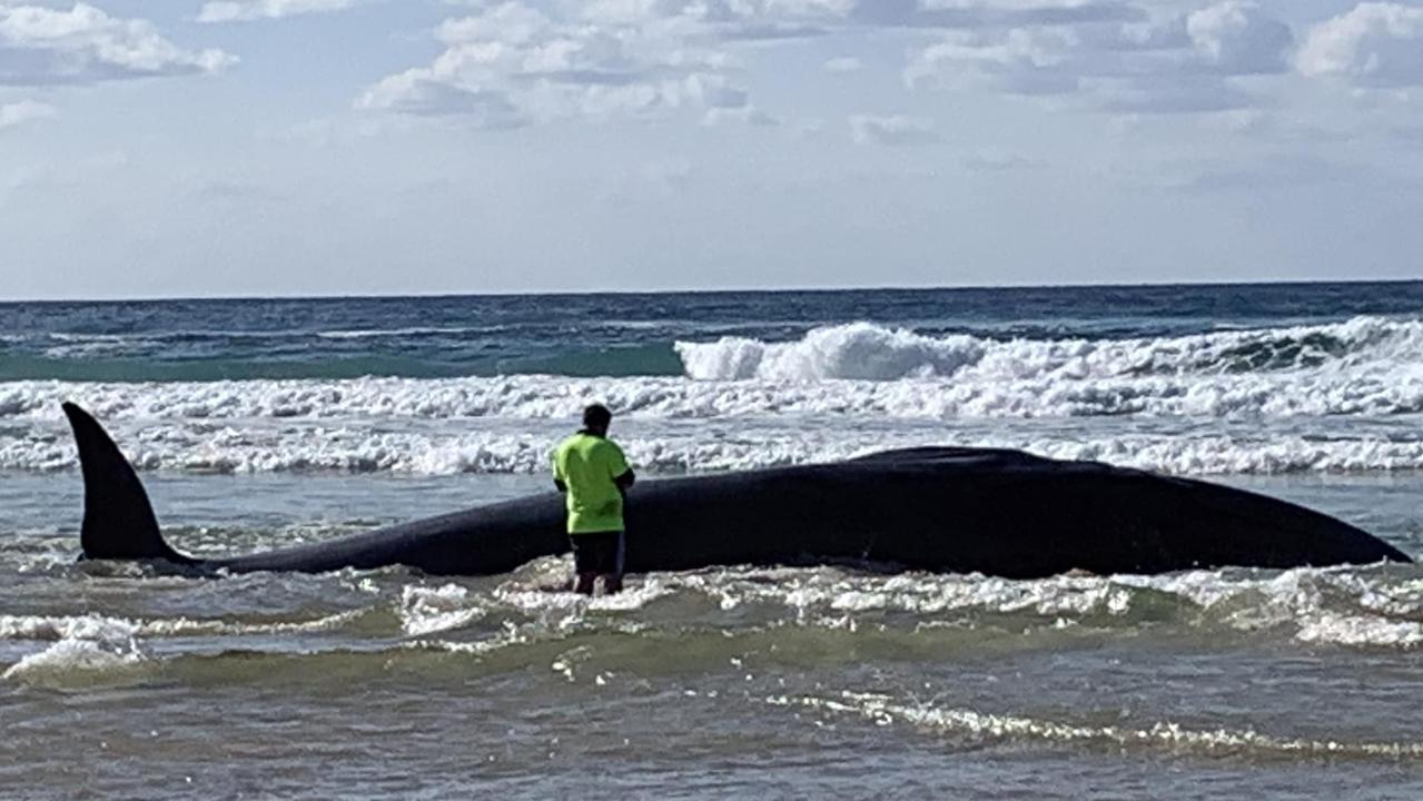 K’gari rangers will dispose of the remains of a Bryde’s whale that washed up north of Eurong Beach on Thursday morning.