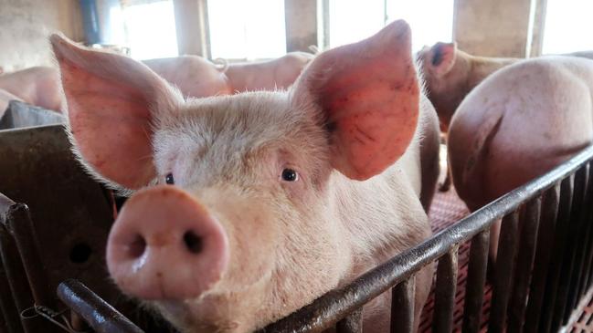 The Pig Services Centre at Bendigo has been closed temporarily by Agriculture Victoria. PHOTO: DOMINIQUE PATTON/REUTERS