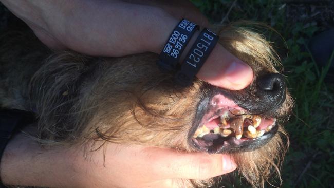 Jimboomba veterinarian David Ziebell failed to get his dog Cullie dental treatment for more than one year.