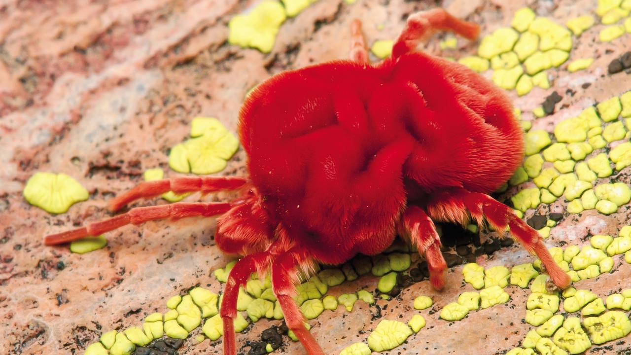 After monsoonal rains in southwest United States and Mexico, these bizarre-looking Giant Velvet Mites (Dinothrombium sp.) suddenly appear and wander the ground in broad daylight. Their vivid red colour warns off predators, so they can seek out their food in relative safety. They prey on small invertebrates which include winged termites that also emerge en masse after the rains. Image from the book, Minibeasts by Alan Henderson. Picture: Minibeasts/Alan Henderson Minibeasts, is available from www.exislpublishing,com and wherever incredible books are sold.