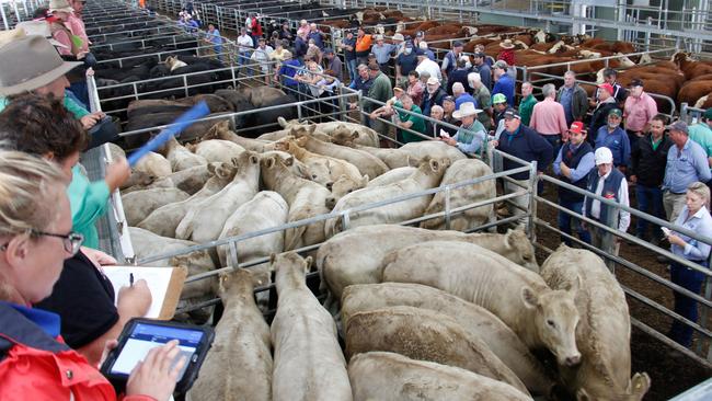 There was a spate of $2000-plus sales at Yea, including these grown Charolais at $2190. Picture: Jenny Kelly