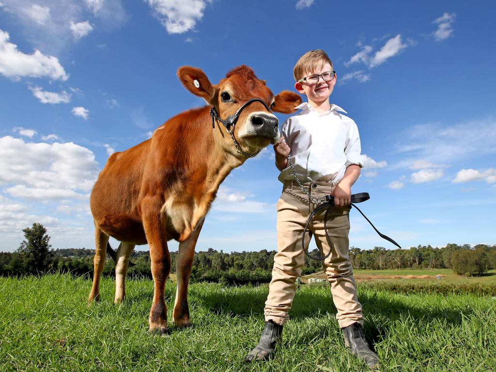 Will Micallef 6 with Corona his Jersey Heifer that he will exhibit at the Sydney Royal Easter Show this year, pictured at home in Camden. Picture: Toby Zerna