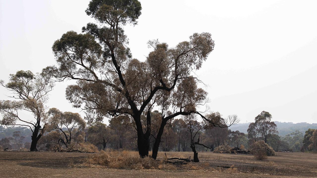 Scorched trees throughout Plenty Gorge parklands remain a hazard for fire crews. Picture: Ellen Smith