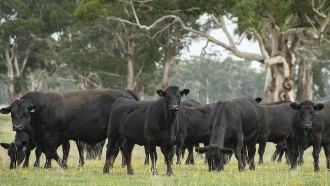 Mark pays particular attention to the bulls he uses.