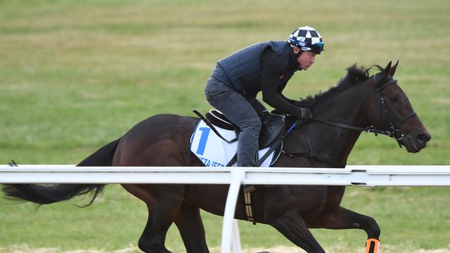 Francesca Cumani’s top selection for tomorrow’s Melbourne Cup, Mustajeer, is seen galloping at Werribee. Picture: AAP