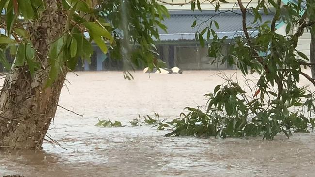 A cow floats in flood water on Cromer St in South Lismore on February 28, 2022.