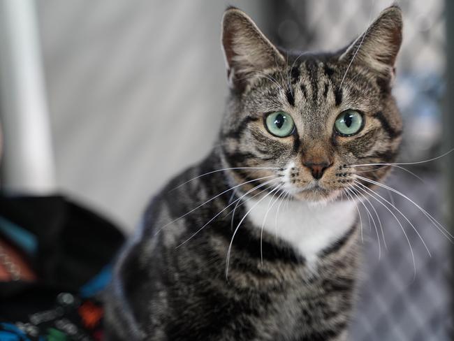 Homeless cats: How Mackay’s housing crisis impacts pets