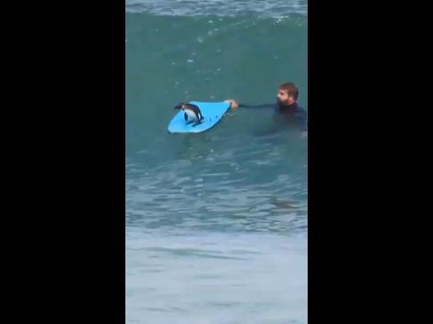 Cheeky penguin hitches ride on bodyboard