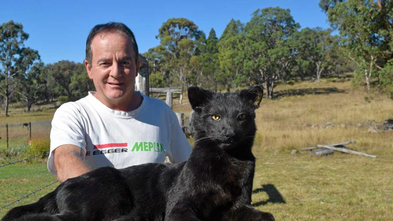 largest feral cat in australia