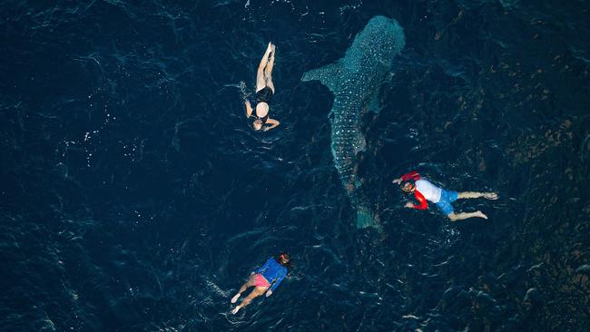 Snorkelling with whale sharks, Komodo National Park