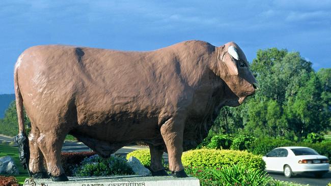 A Santa Certrudis bull statue in the town of Rockhampton, Queensland.