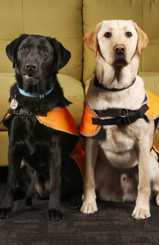 Dora and Digby are the first Tasmanian born guide dog puppies and have been in training for a while now the are 18 months old. Picture: Nikki Davis-Jones