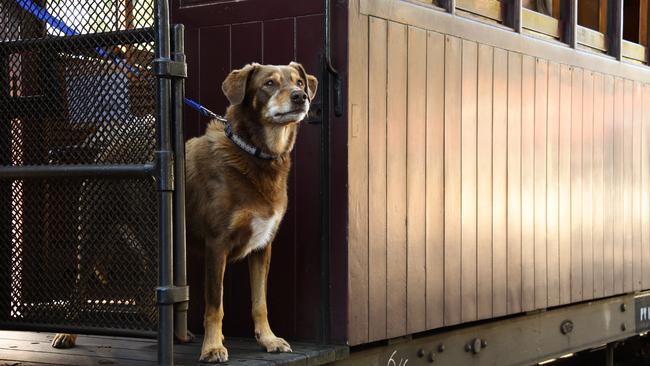 All aboard the Puffing Billy Dog Express.