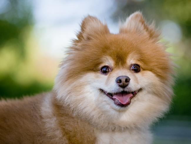 Pomeranian looking at camera with tongue sticking out.More nature and animals images: